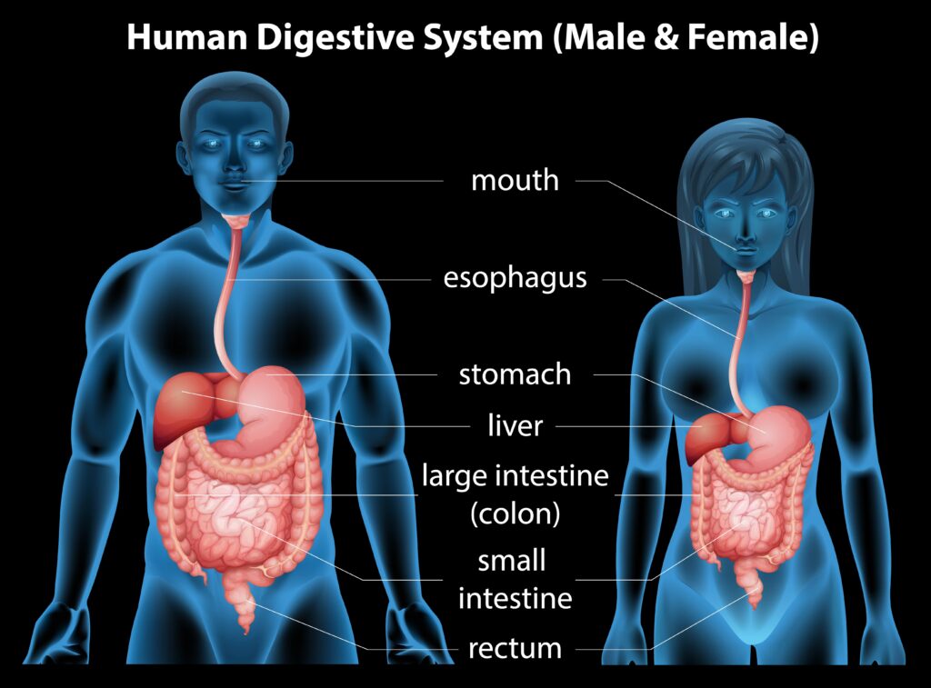 Tube digestif : définition, schéma