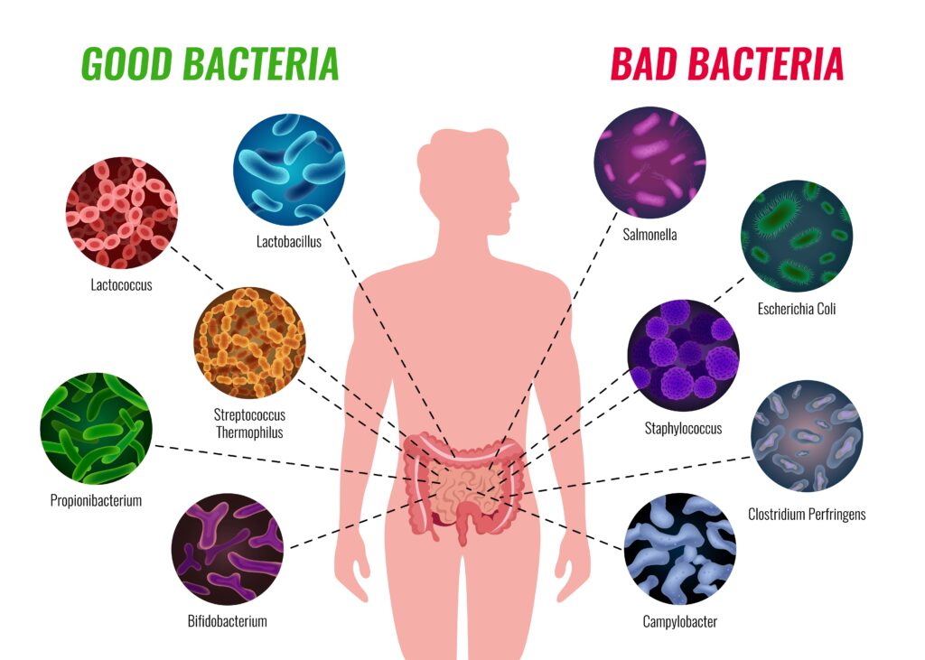 bactéries microbiote intestinal