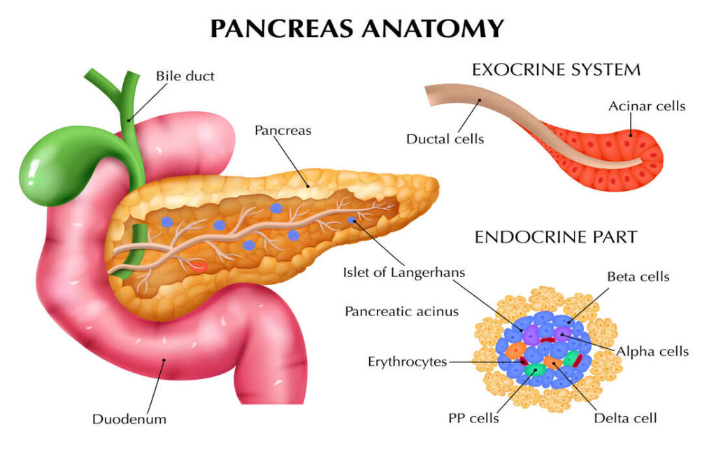 Anatomie du Pancréas