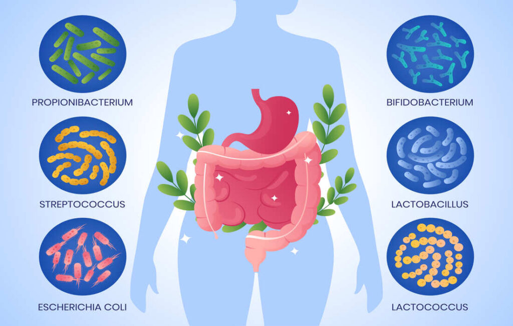 Enzymes Digestives et Troubles Gastro-intestinaux