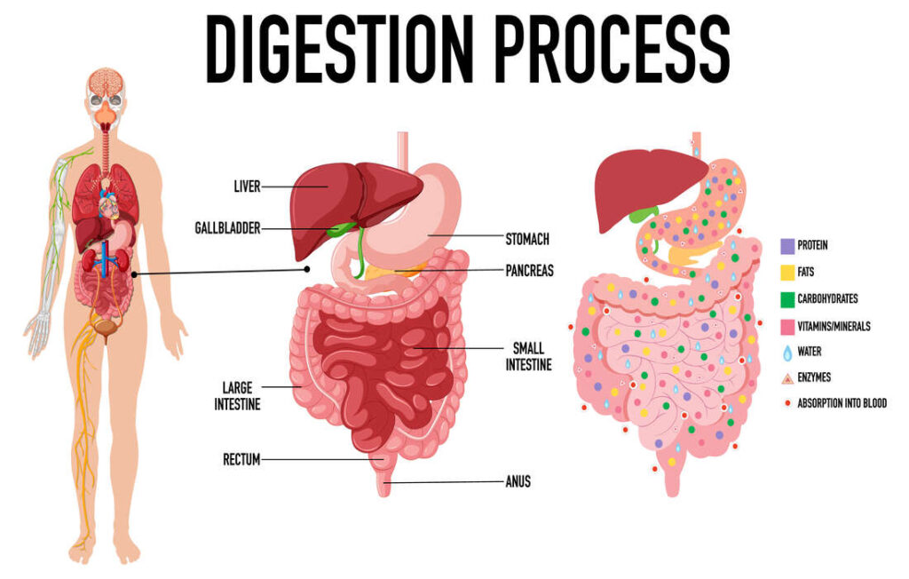 processus de digestion